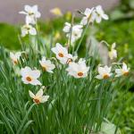 Bulbes à fleurs à planter à l'automne - Narcisse Recurvus (x5) - face recto